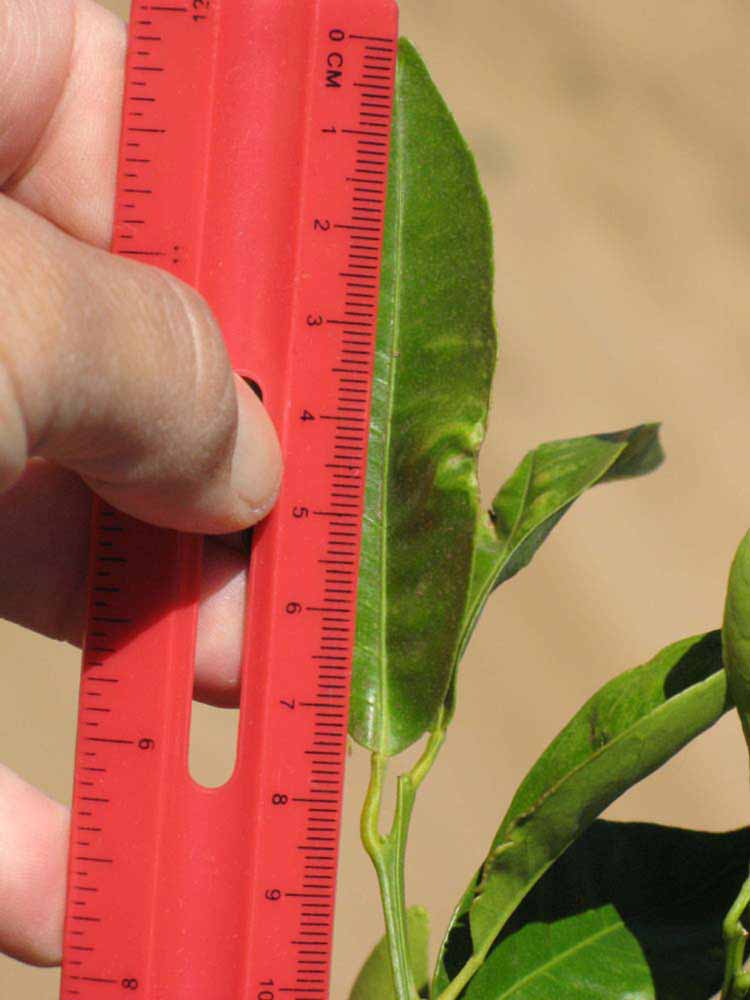              Unifoliolate leaf (Riverside, CA)       